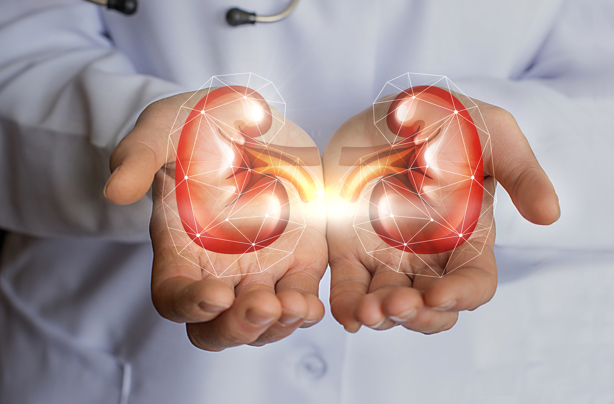 doctor's hands holding illustrated kidneys