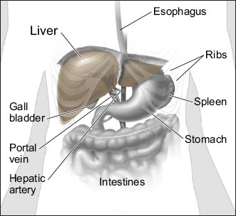 spec_mis_lap_spleen_clip_image001.jpg