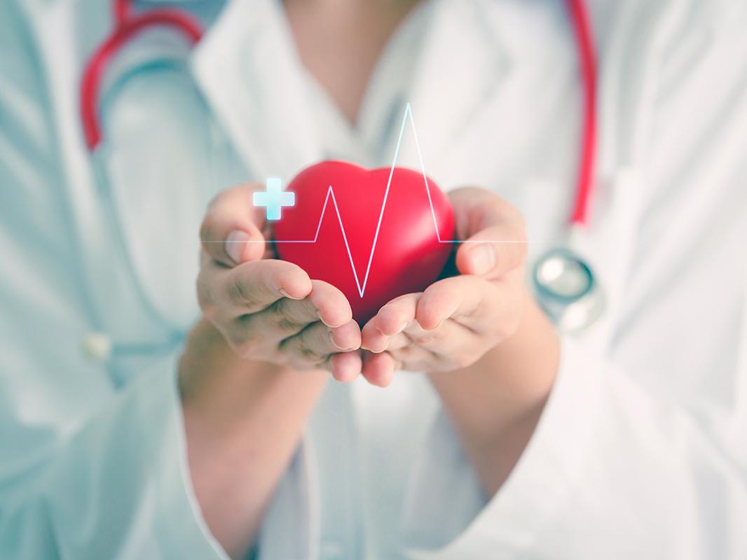 A doctor holds a heart in her hands