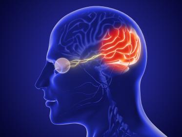 Picture of a head with the brain and eye highlighted in a neuro-ophthalmology concept