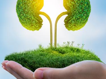 Hands holding a greenscape with trees shaped like kidneys symbolizing a kidney transplant