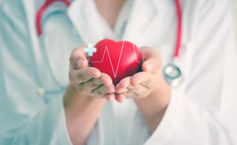 A doctor holds a heart in her hands