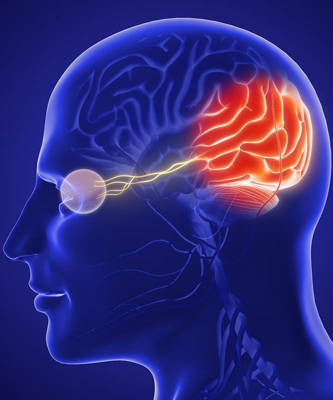 Picture of a head with the brain and eye highlighted in a neuro-ophthalmology concept