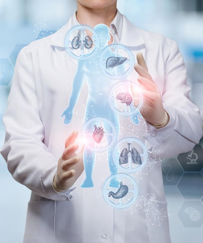 A doctor holds a graphic of a patient with internal organs depicted