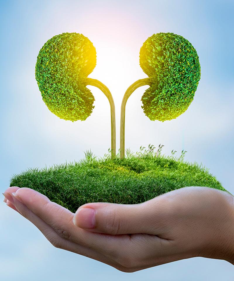Hands holding a greenscape with trees shaped like kidneys symbolizing a kidney transplant