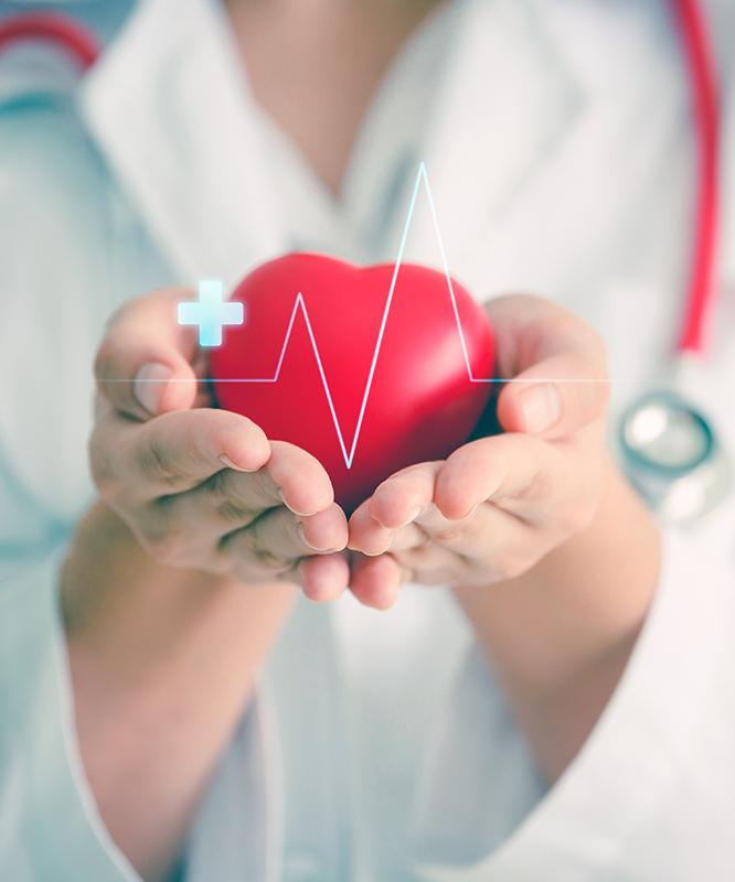 A doctor holds a heart in her hands